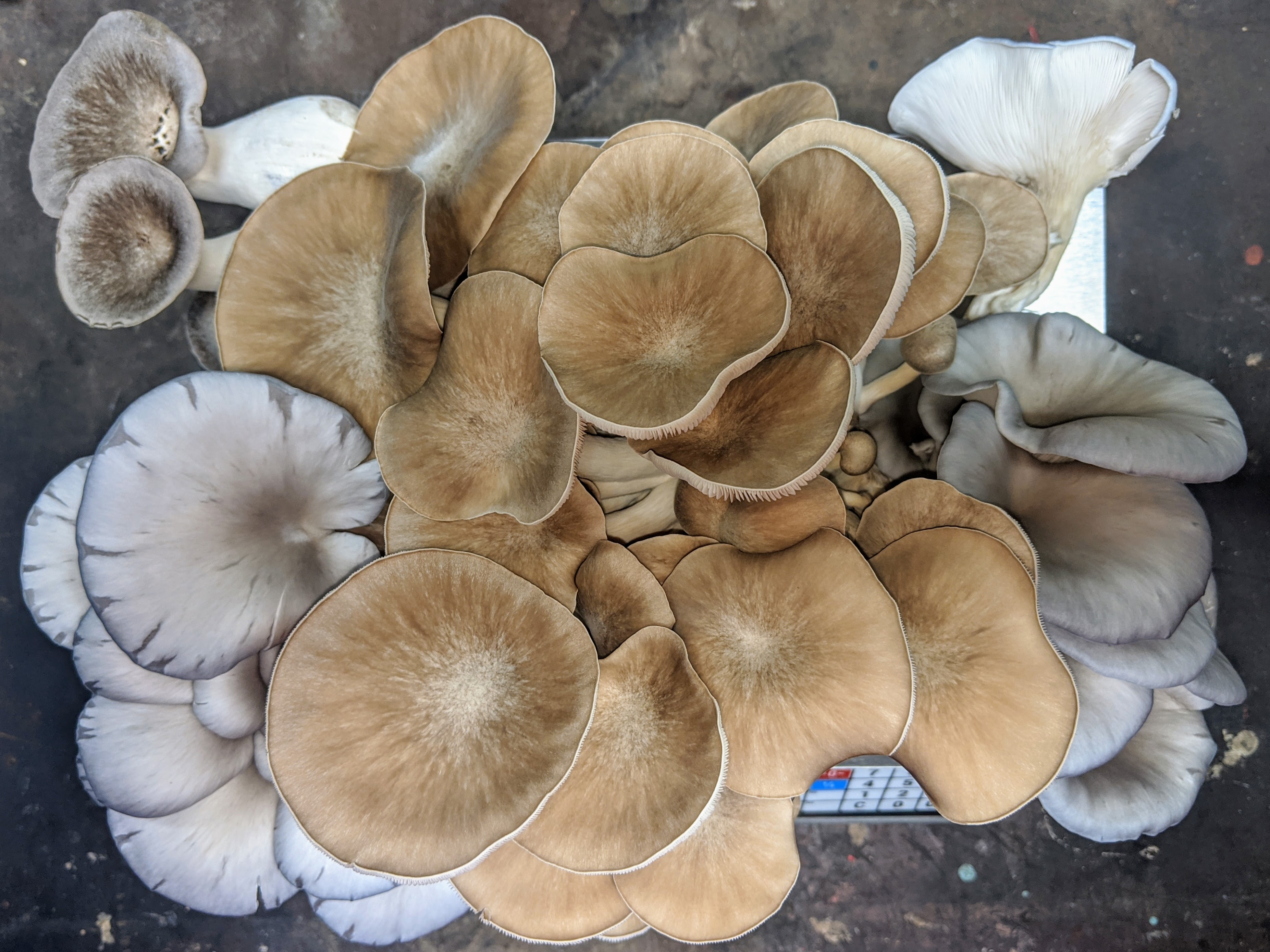 Organic mushrooms growing